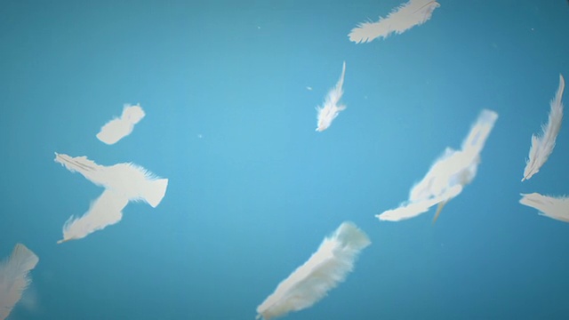 羽毛漂浮在空中视频素材