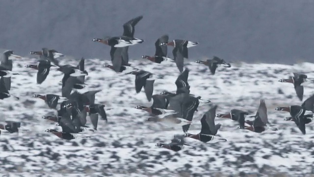 成千上万的大雁在乡村的雪地上飞翔。视频下载
