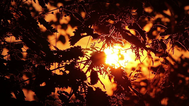 树叶间的日落视频素材