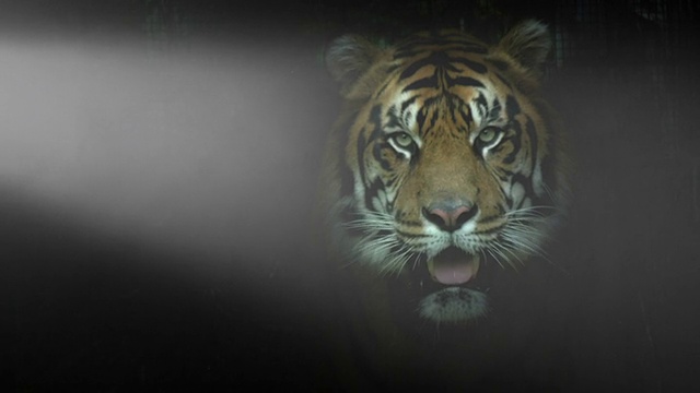 老虎在一个戏剧性的背景下摆姿势视频下载