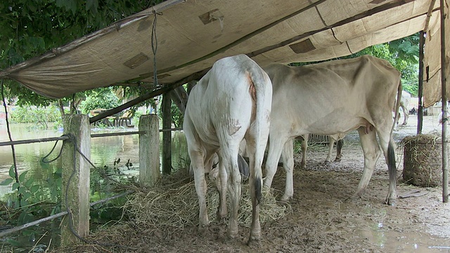 奶牛在吃干草视频素材