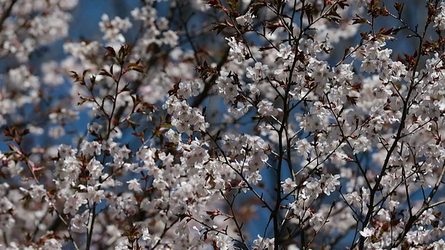 盛开的樱花视频素材