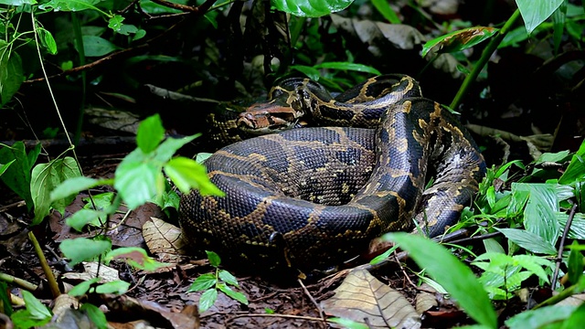 在森林地面上休息的印度蟒蛇视频素材