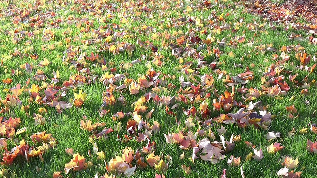 秋色斑斓的枫叶视频素材