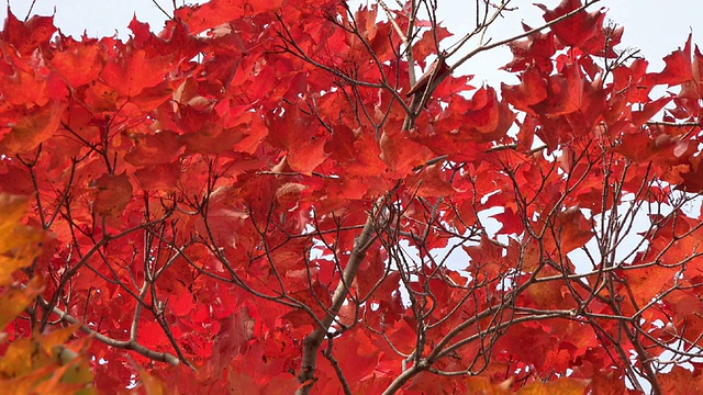 秋色斑斓的枫叶视频素材