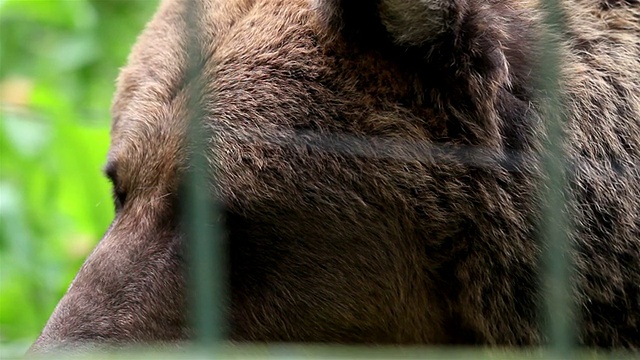 灰棕熊在笼子里很安全视频下载