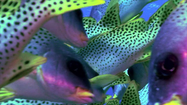 大群的热带鱼类，在红海视频下载