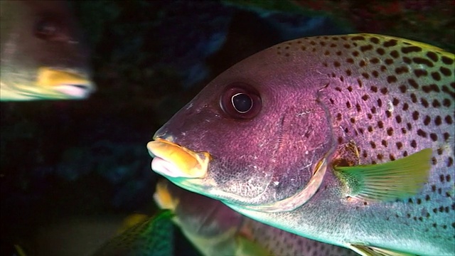 热带鱼类，红海视频下载