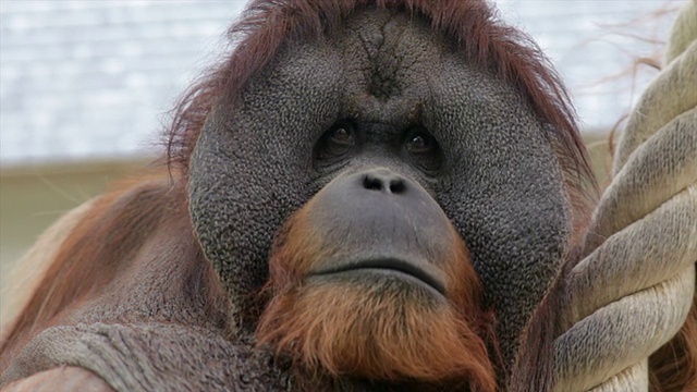 雄性猩猩表情丰富的头，长得像人类，有着惊人的脸颊。视频素材