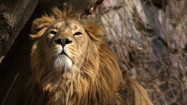 看着一只年轻的亚洲狮子，舔他的嘴唇和打哈欠。视频下载