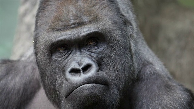 面部姿势和面部护理的雄性大猩猩，严重的银背。视频素材