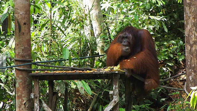 野生雄性婆罗洲猩猩吃水果，东马来西亚沙捞越视频下载
