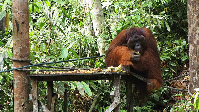 马来西亚东部，野生婆罗洲猩猩在吃水果视频下载