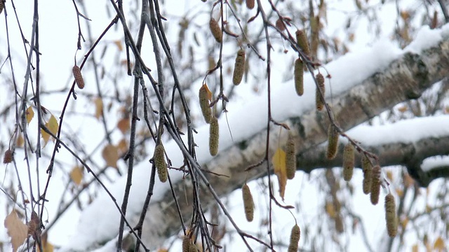 雪中的树视频下载