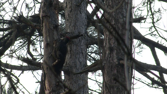 啄木鸟在山林的一棵树上搜寻昆虫视频素材