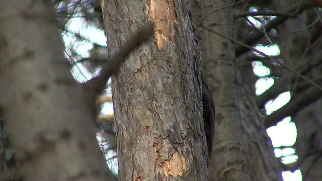 啄木鸟在山林的一棵树上搜寻昆虫视频素材