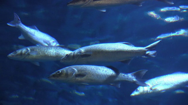 水族馆里的鱼群视频下载