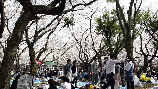 人们在东京代代木公园庆祝樱花盛开视频素材