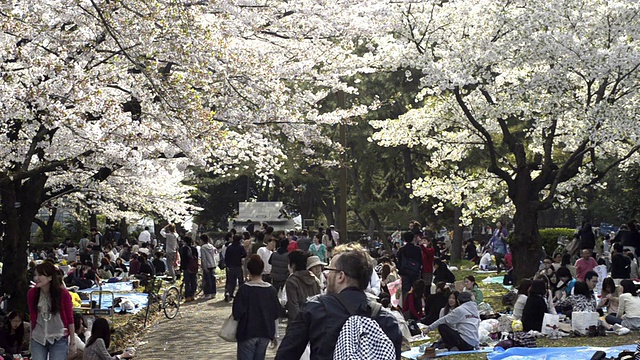 人们在东京代代木公园庆祝樱花盛开视频素材