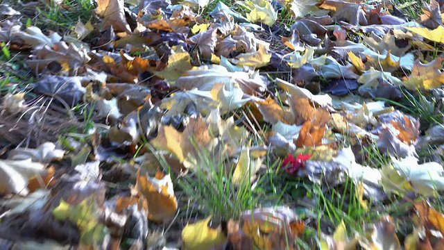 秋天的枫叶落下了视频素材