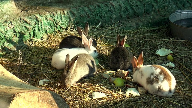 哺乳动物-兔子，兔形科视频下载