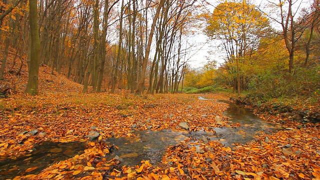 秋天的溪流和森林视频素材