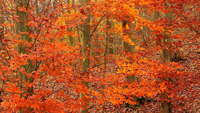 秋天的红林视频素材