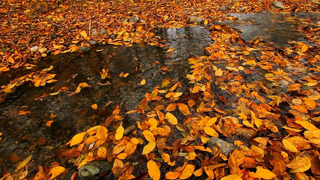 秋天的流水视频素材