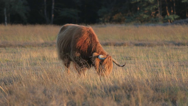 在荒野里吃草的苏格兰高地公牛视频素材