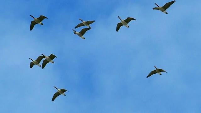 优雅的雁群慢镜头飞行视频素材