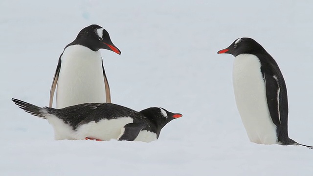 南极洲的巴布亚企鹅视频下载