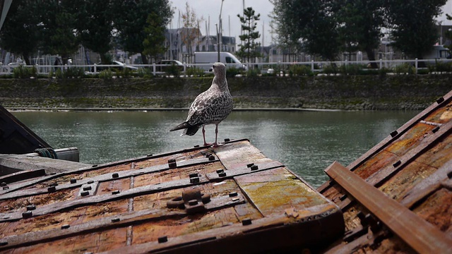 法国特卢维尔港里的鸟视频下载