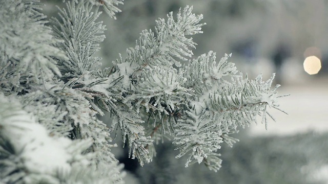 雪中的冷杉树枝和模糊的汽车交通背景视频素材