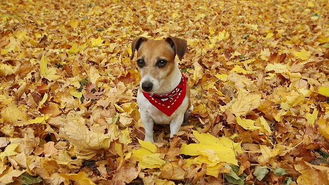 美丽的可爱的狗。秋天走了。视频视频素材