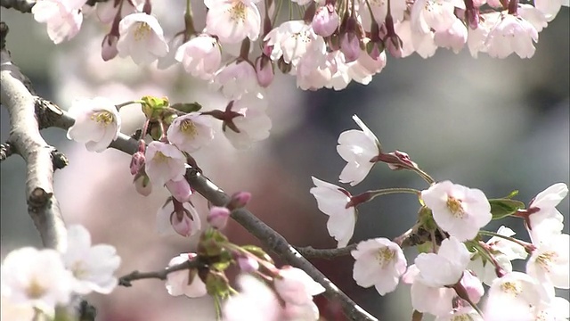 五横谷公园的樱花视频素材
