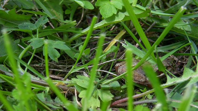 小青蛙躲在草丛下视频素材