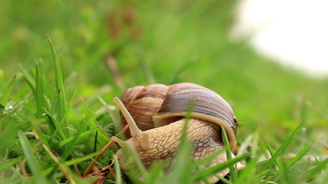 绿草中的勃艮第蜗牛视频素材