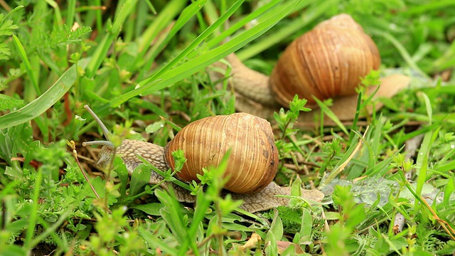 绿草中的勃艮第蜗牛视频素材