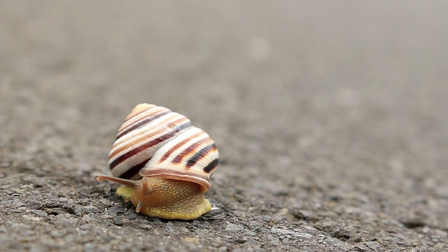 小蜗牛在路上视频素材