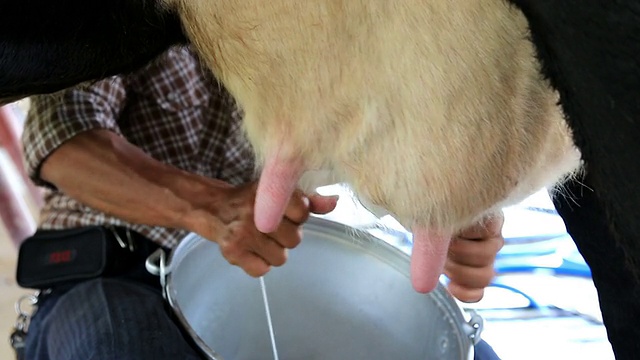 在奶牛场给奶牛挤奶。视频素材