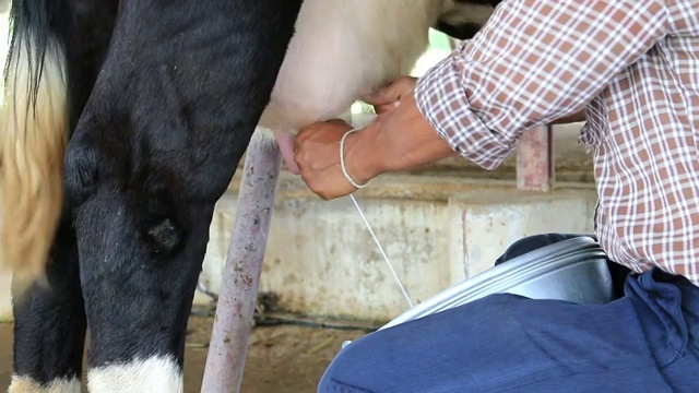 在奶牛场给奶牛挤奶。视频素材