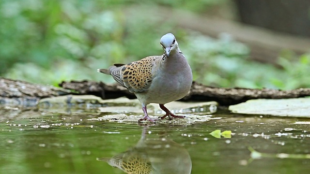 鸟，龟，鸽子，饮用森林池塘的水，链球菌视频下载