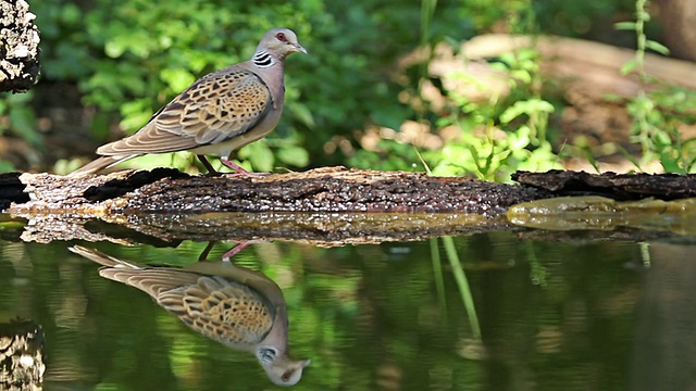 鸟，龟，鸽子，饮用森林池塘的水，链球菌视频素材