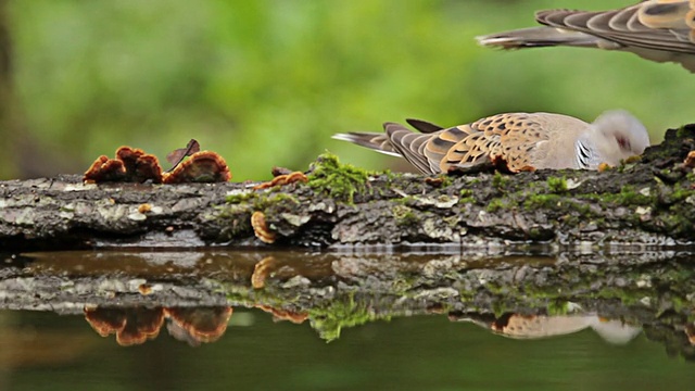鸟，龟，鸽子，饮用森林池塘的水，链球菌视频素材