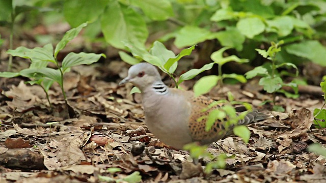 鸟，斑鸠在森林里吃着种子视频下载