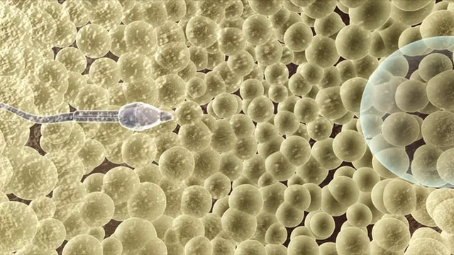精子卵子视频素材