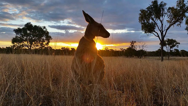 袋鼠日落澳大利亚景观视频素材