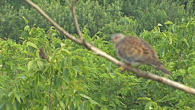 一只斑鸠降落在一棵森林的树枝上。视频下载