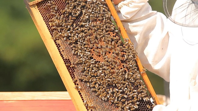 养蜂人在检查蜂巢的框架视频下载