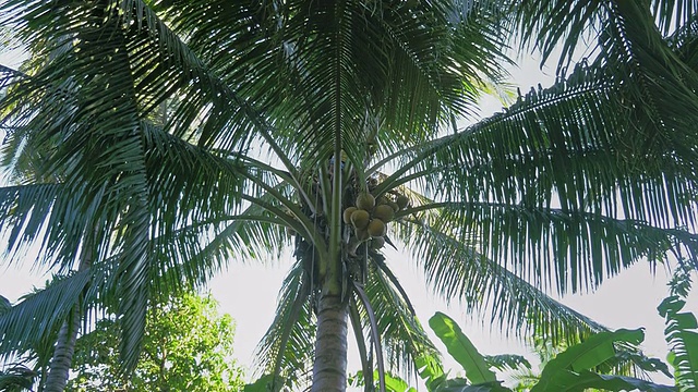 一堆从棕榈树上安全降落下来的椰子视频下载